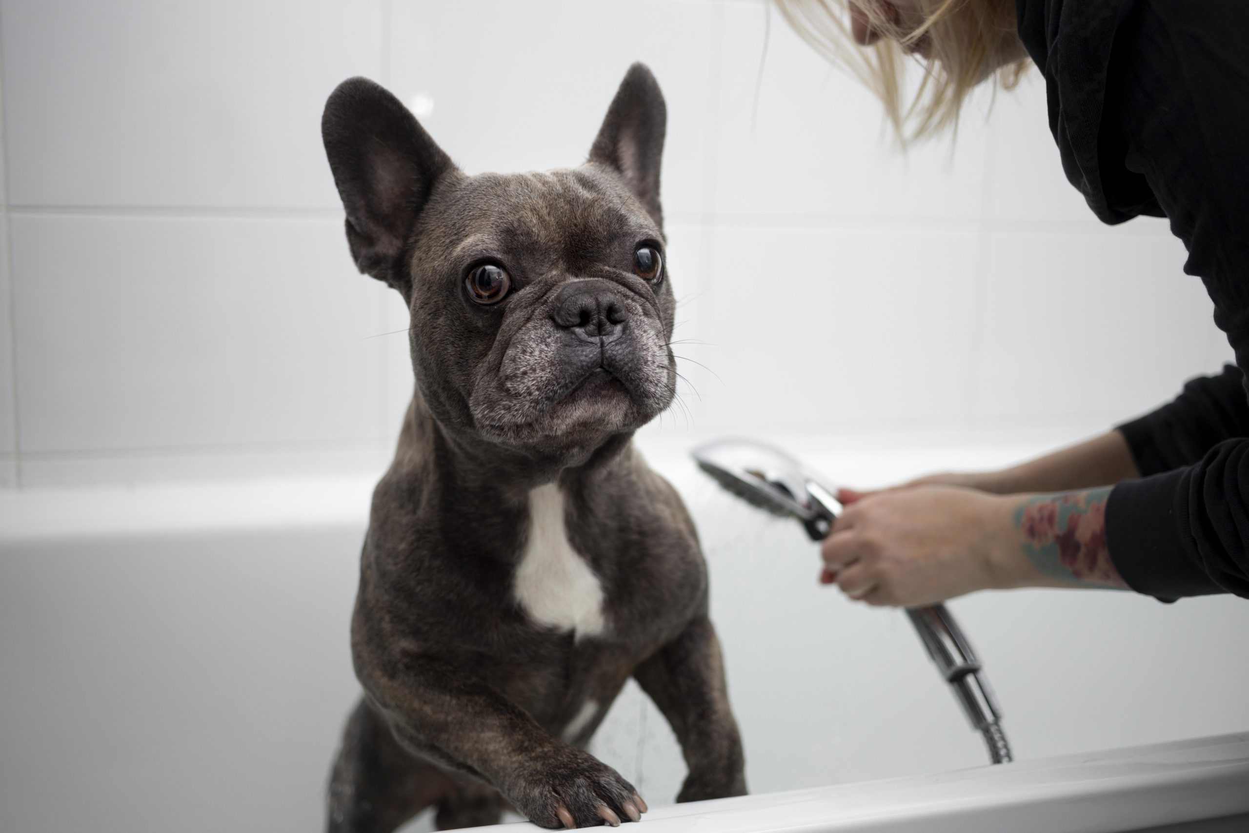 Profissional da banho em cão buldogue